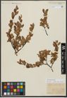 Foto von Salix waldsteiniana Willd.
